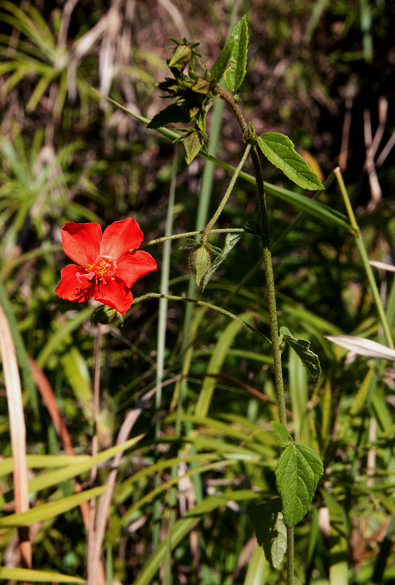 Hibiscus shirensis