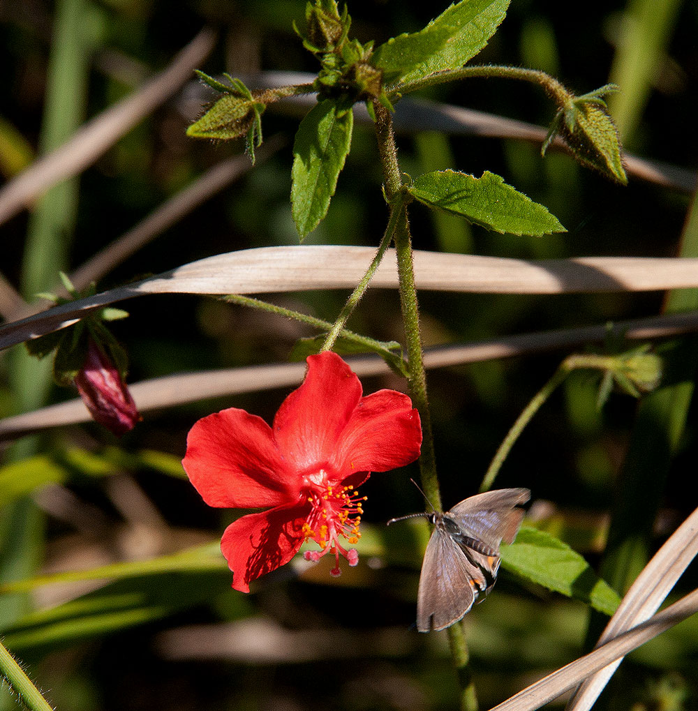 Hibiscus shirensis