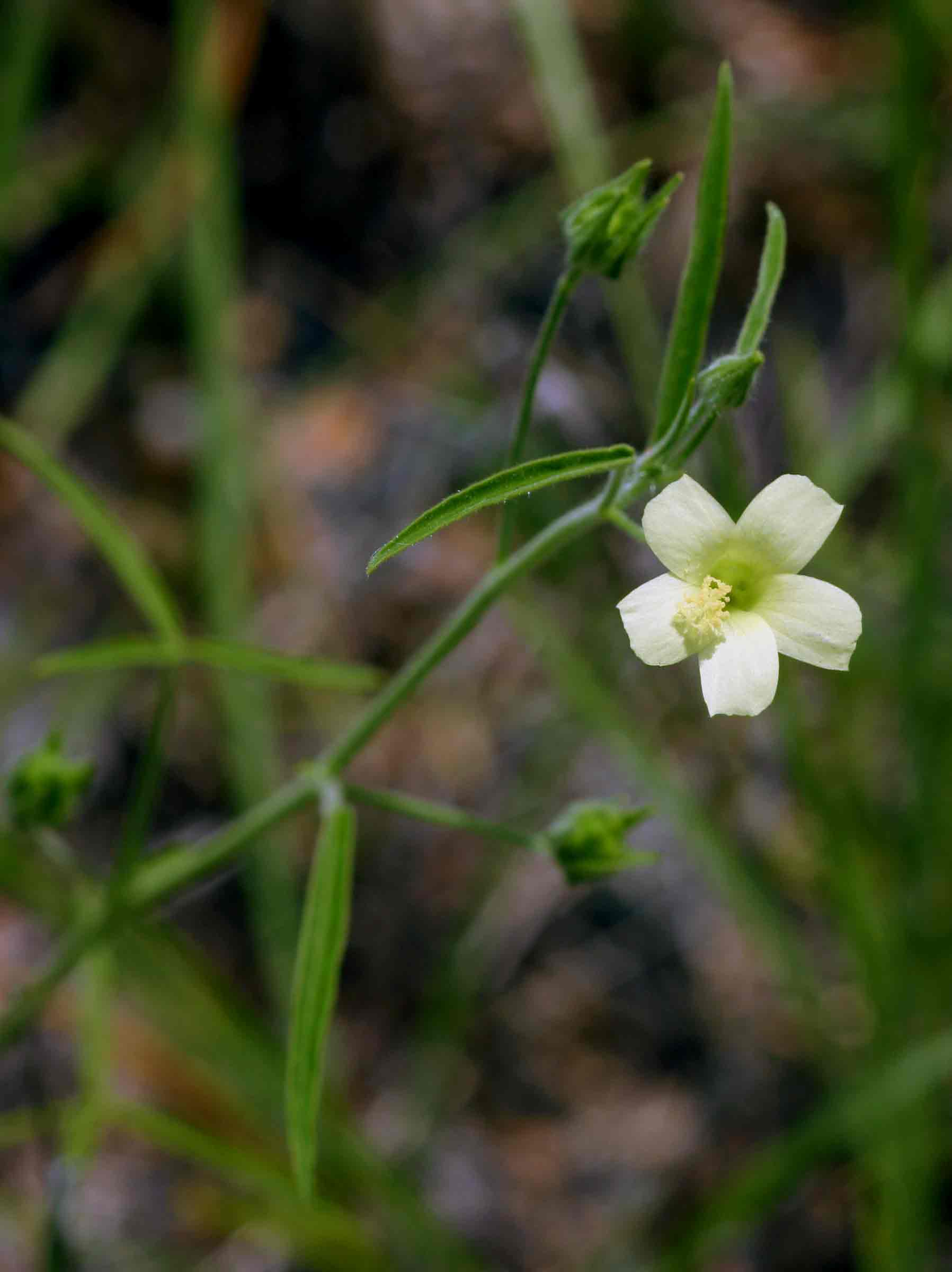 Hibiscus sidiformis Hibiscus sidiformis