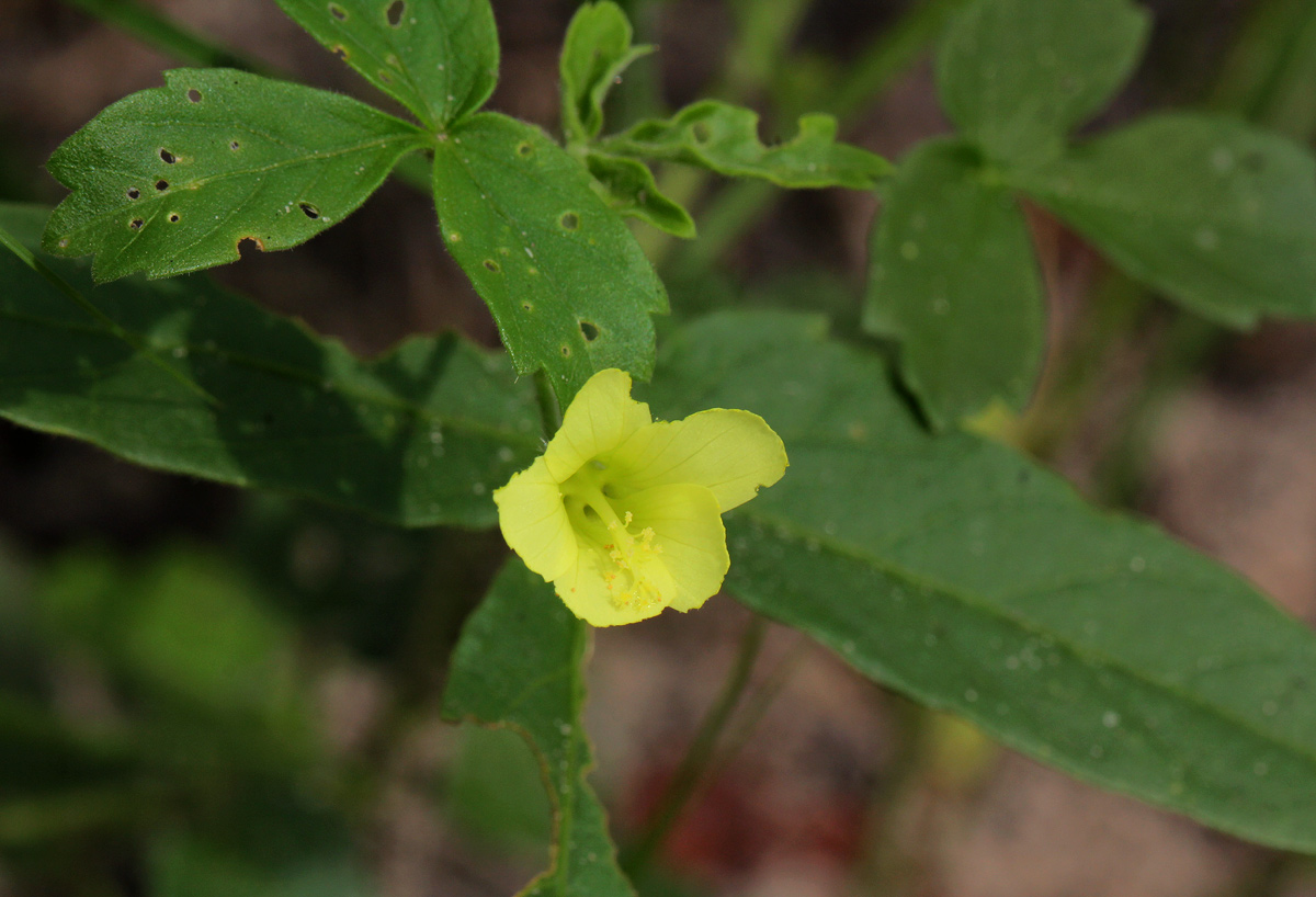 Hibiscus sidiformis