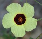 Hibiscus surattensis