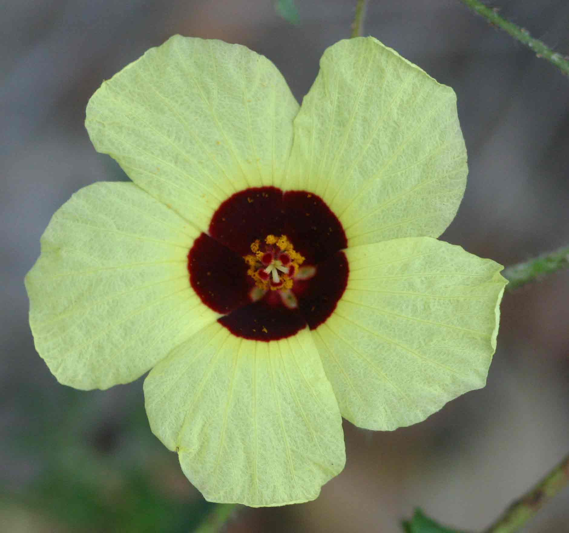 Hibiscus surattensis