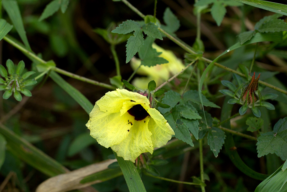 Hibiscus surattensis