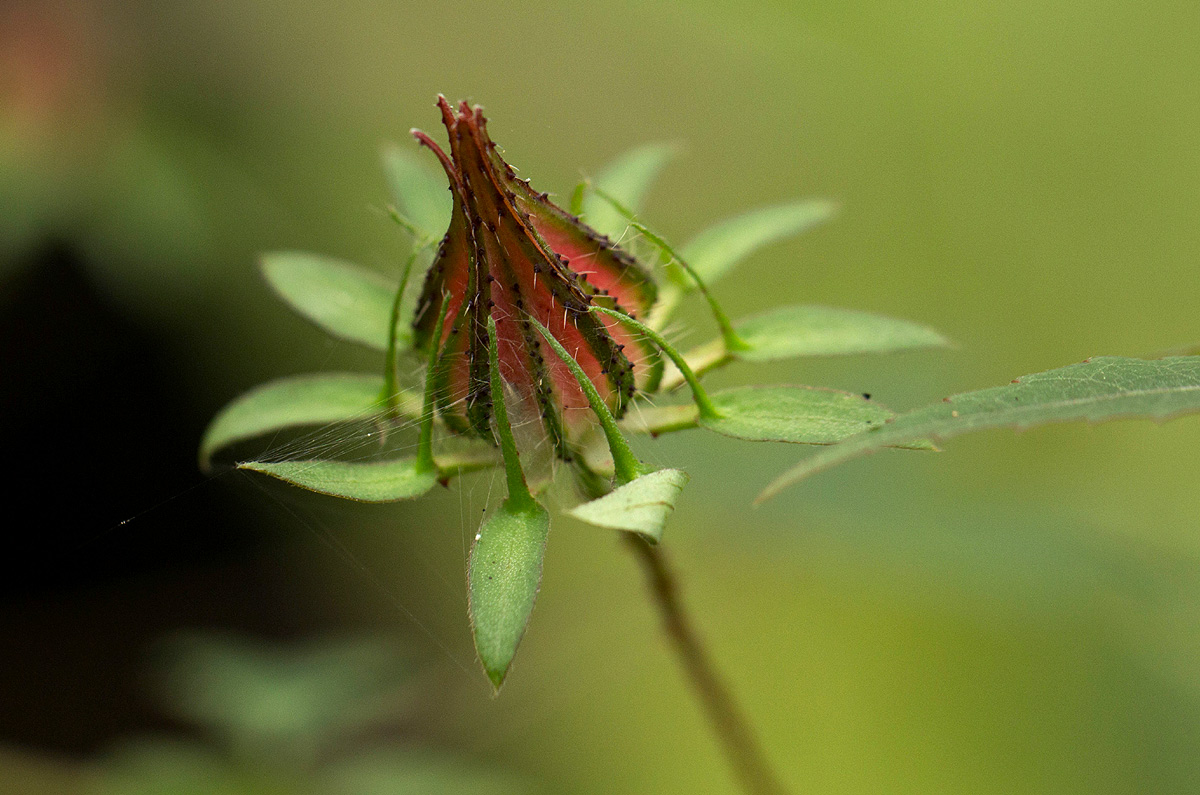 Hibiscus surattensis