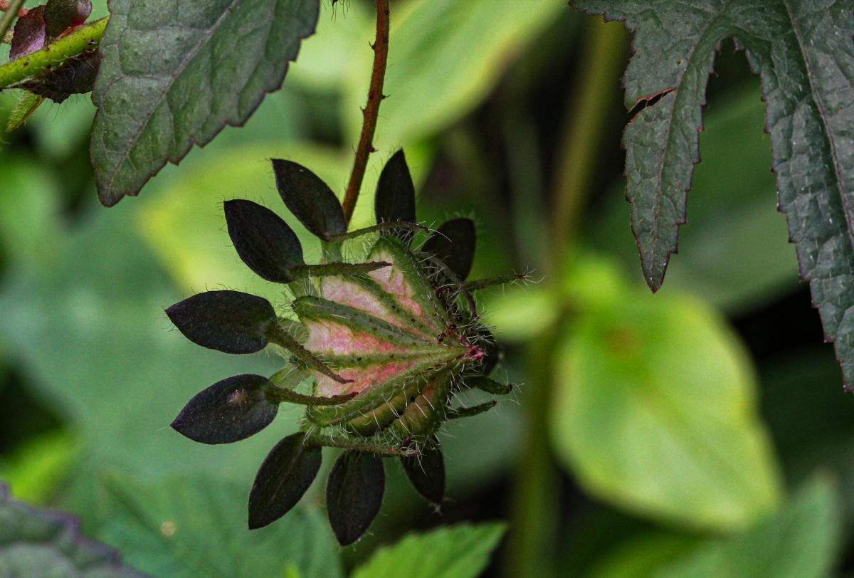Hibiscus surattensis