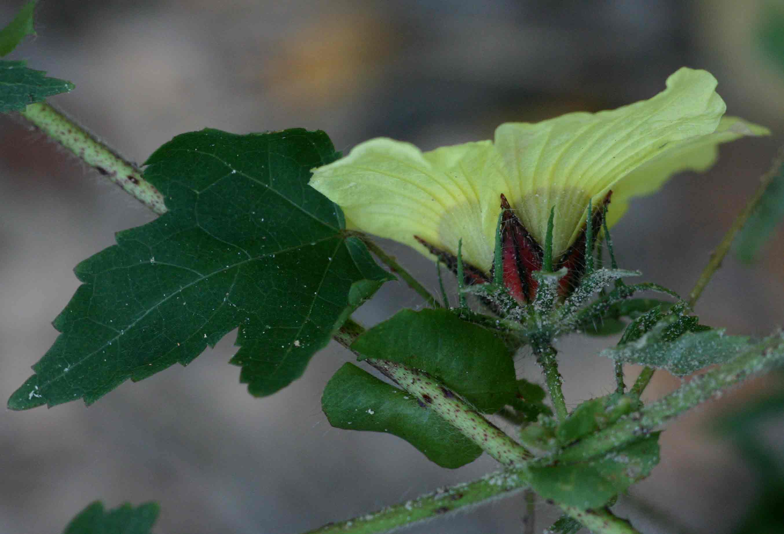 Hibiscus surattensis