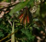 Hibiscus surattensis