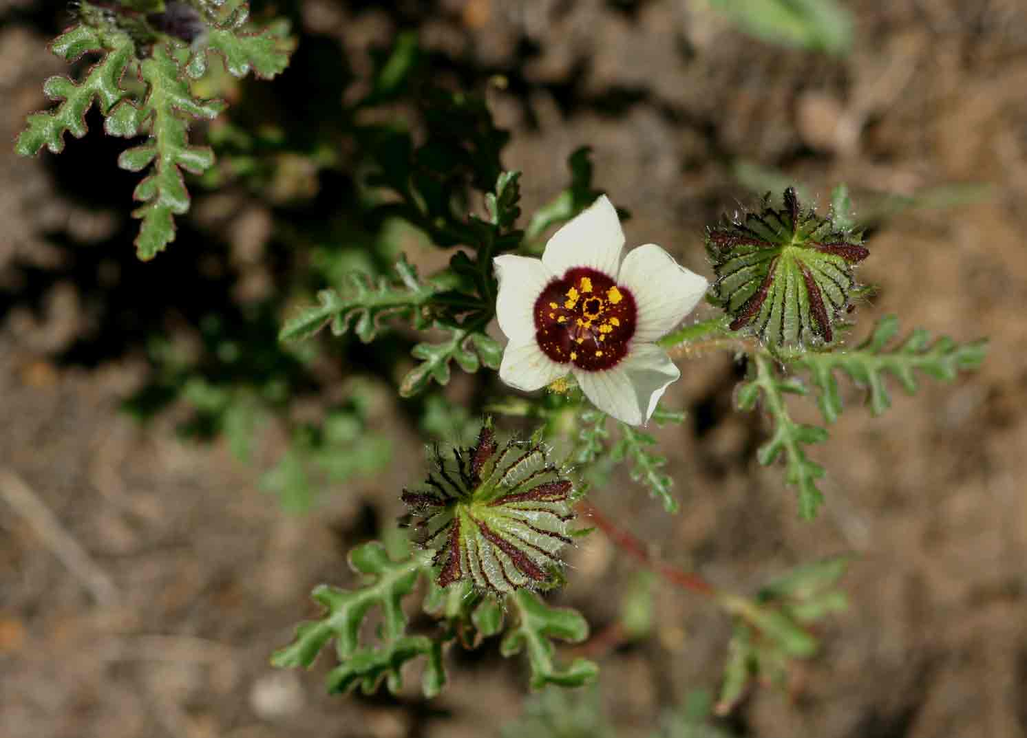 Hibiscus tridactylites
