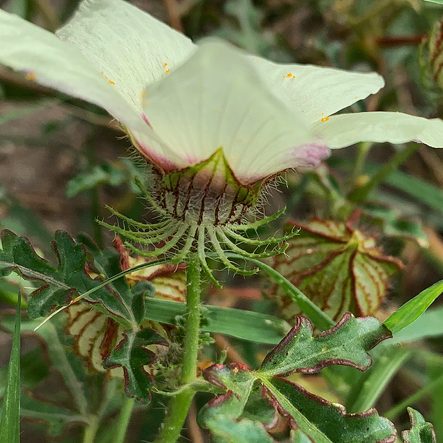 Hibiscus tridactylites