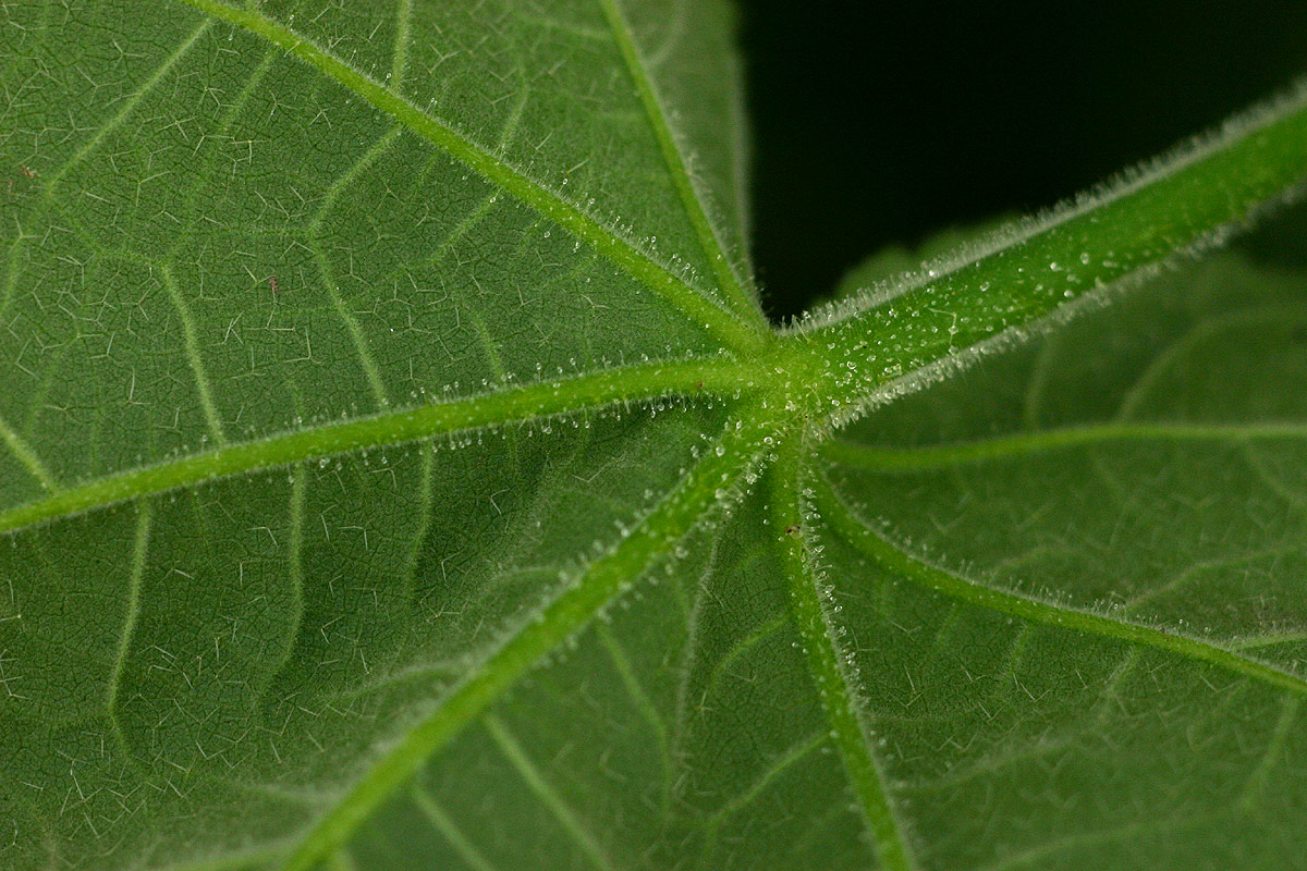 Hibiscus vitifolius subsp. vitifolius