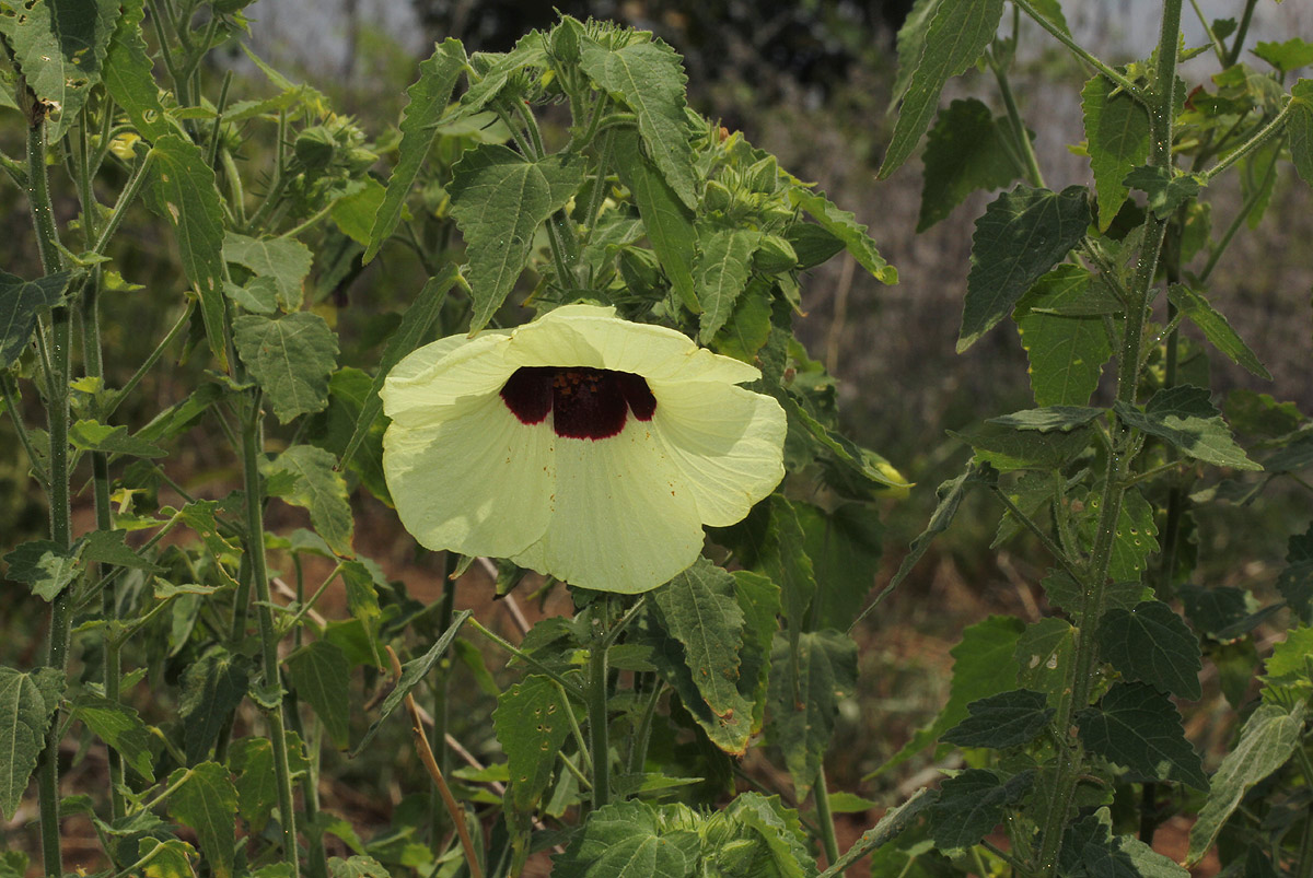 Hibiscus vitifolius subsp. vitifolius