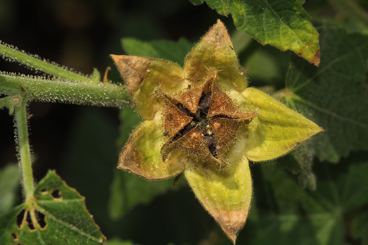 Hibiscus vitifolius subsp. vitifolius