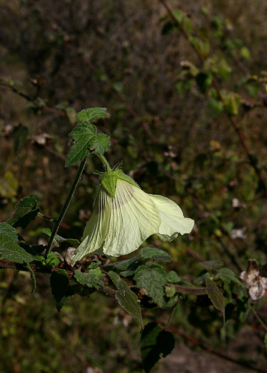 Hibiscus vitifolius subsp. vitifolius