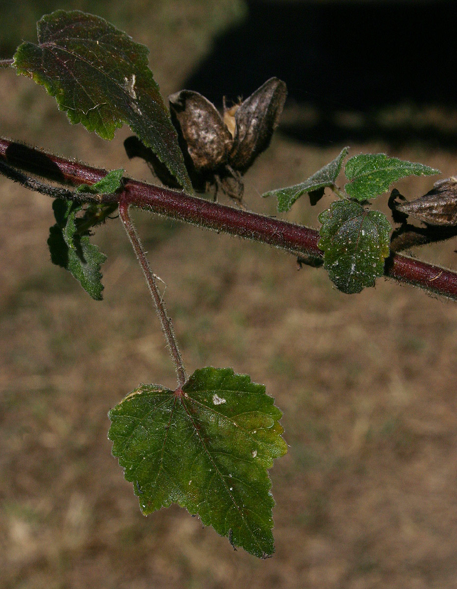 Hibiscus vitifolius subsp. vitifolius Hibiscus vitifolius subsp. vitifolius