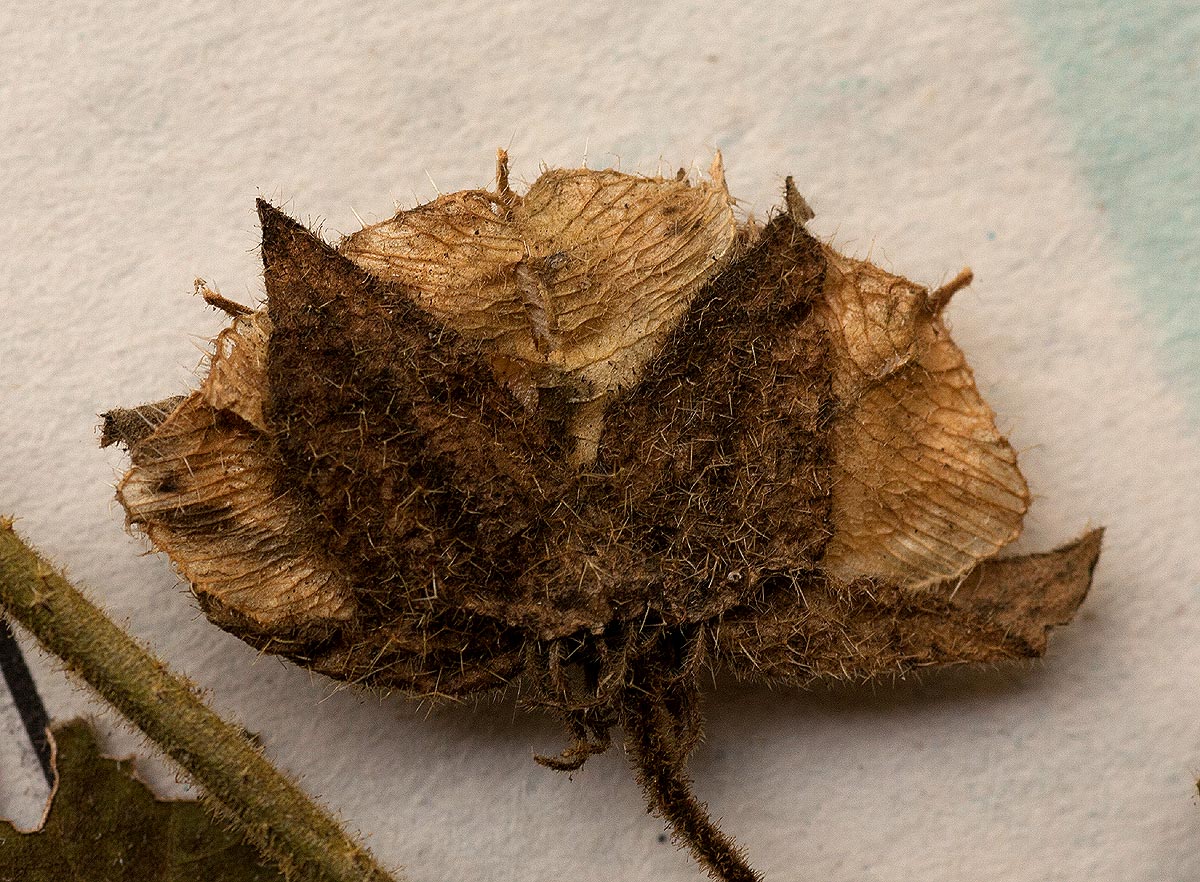 Hibiscus vitifolius subsp. vitifolius Hibiscus vitifolius subsp. vitifolius