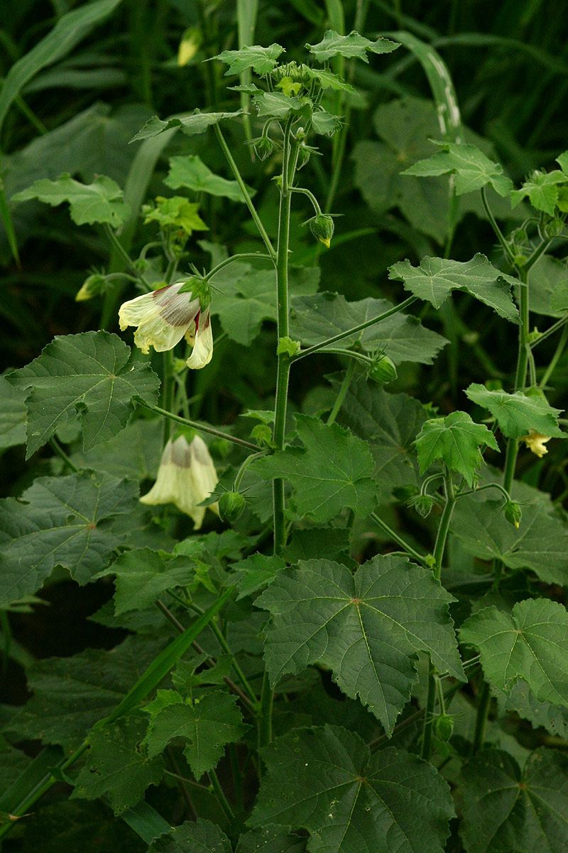 Hibiscus vitifolius subsp. vitifolius