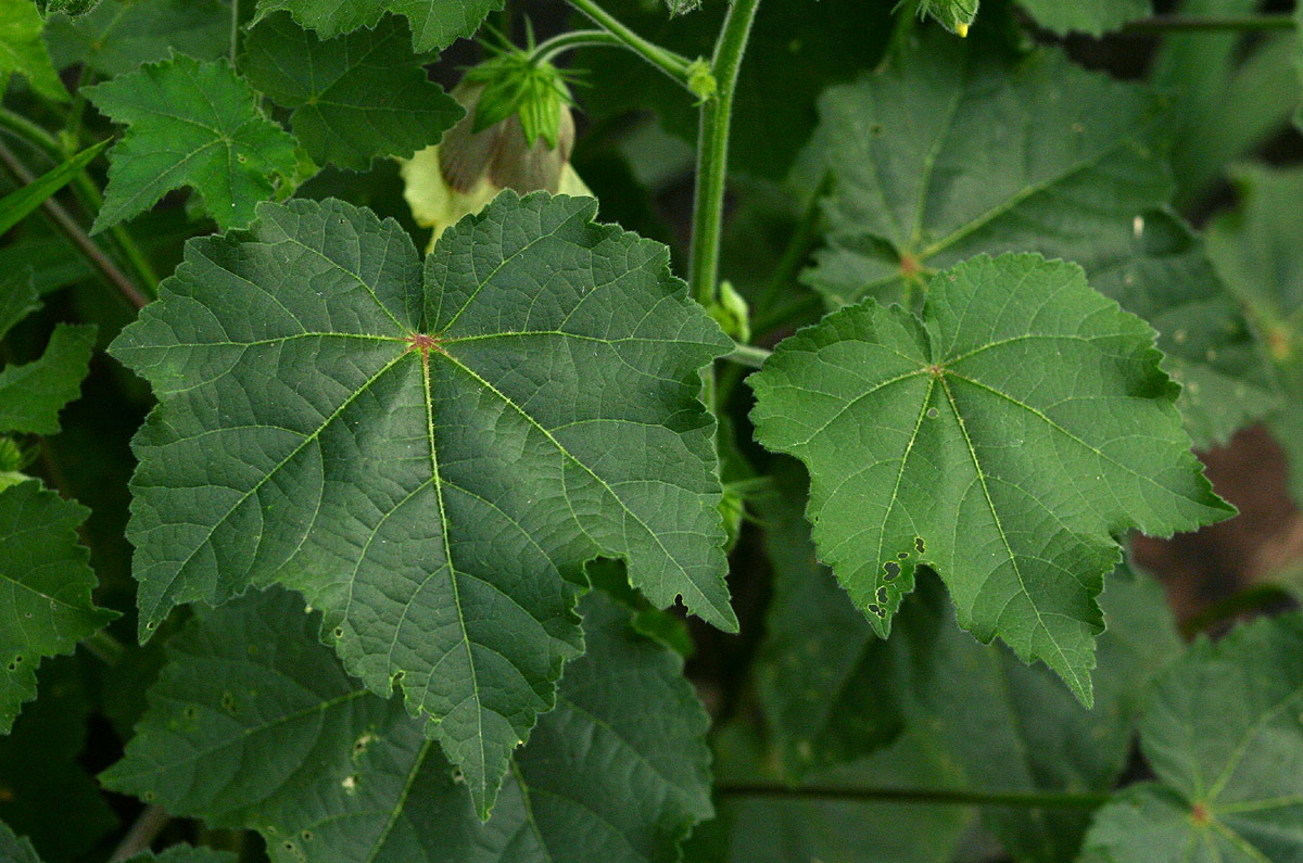 Hibiscus vitifolius subsp. vitifolius