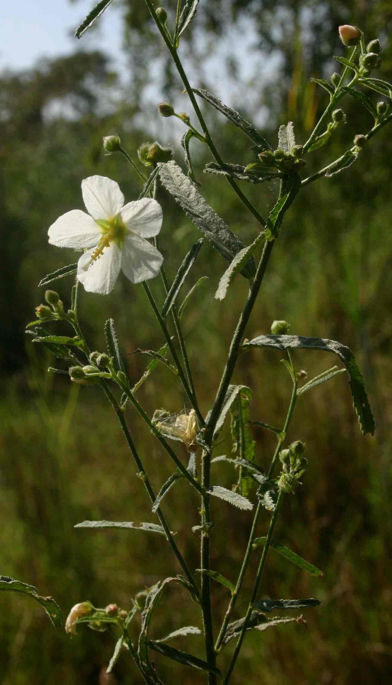 Kosteletzkya buettneri