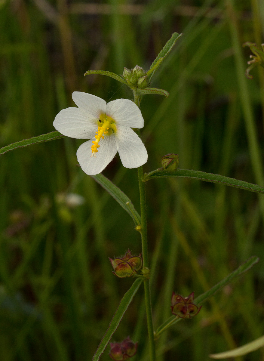 Kosteletzkya buettneri