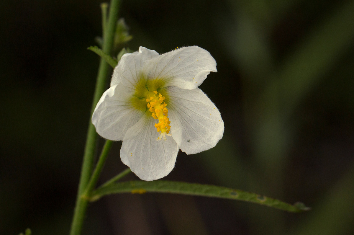 Kosteletzkya buettneri
