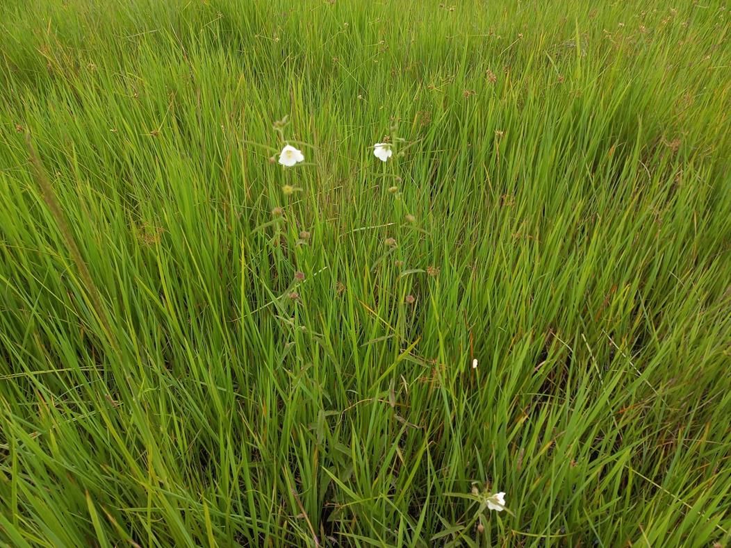Kosteletzkya buettneri