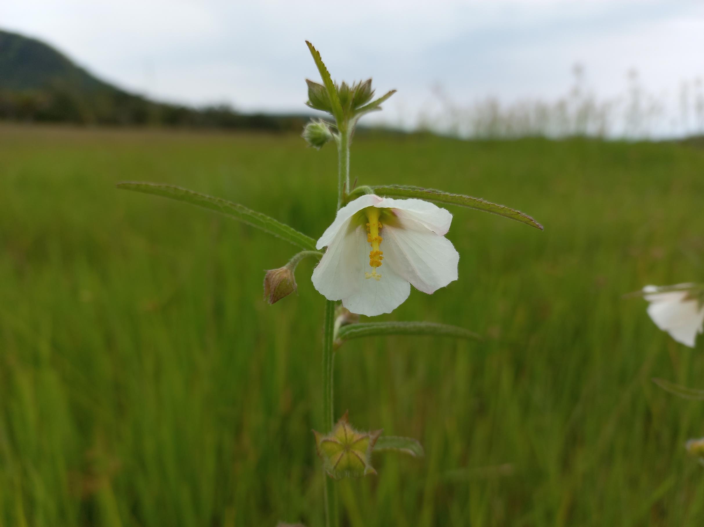 Kosteletzkya buettneri