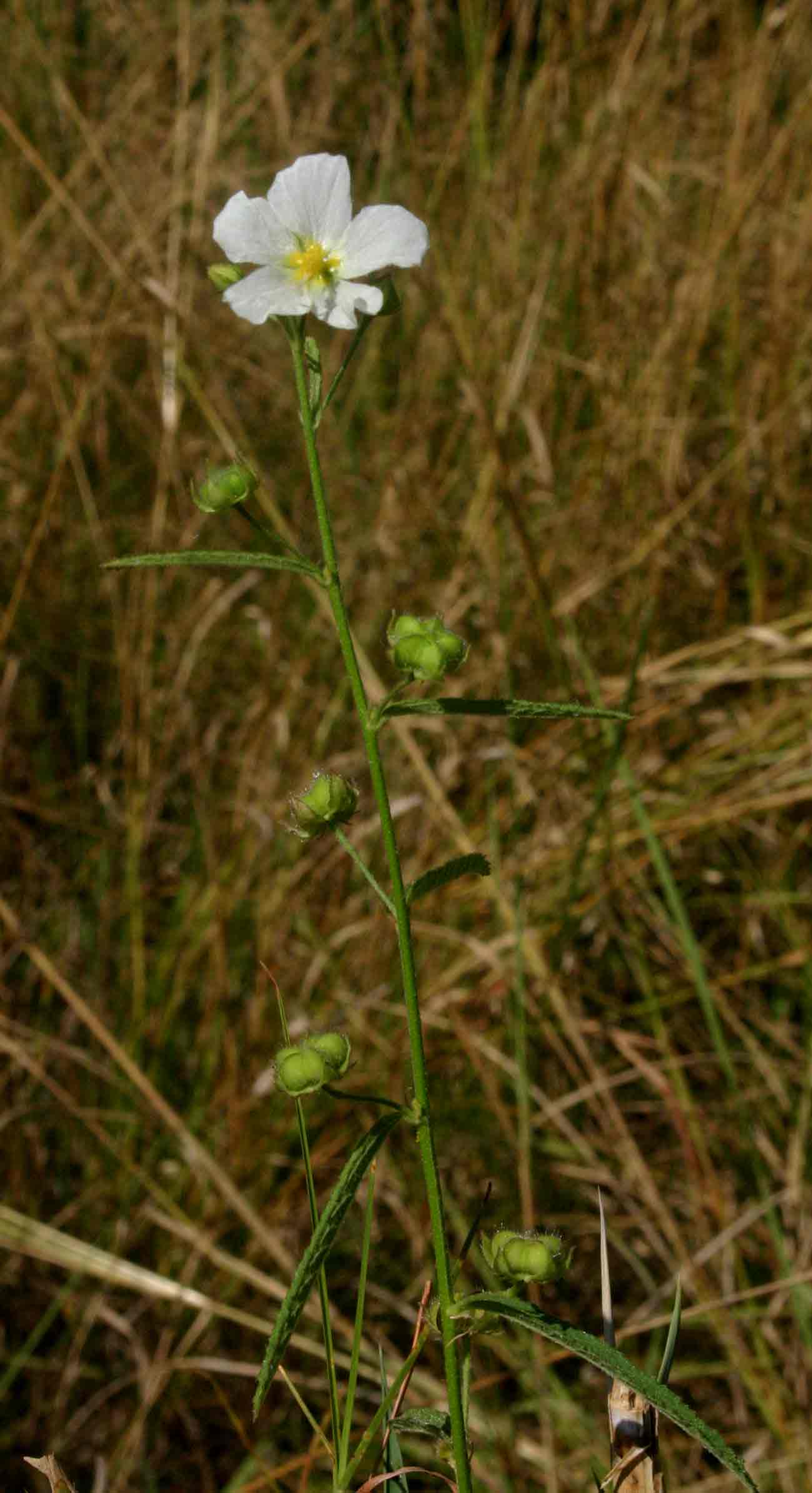 Kosteletzkya buettneri