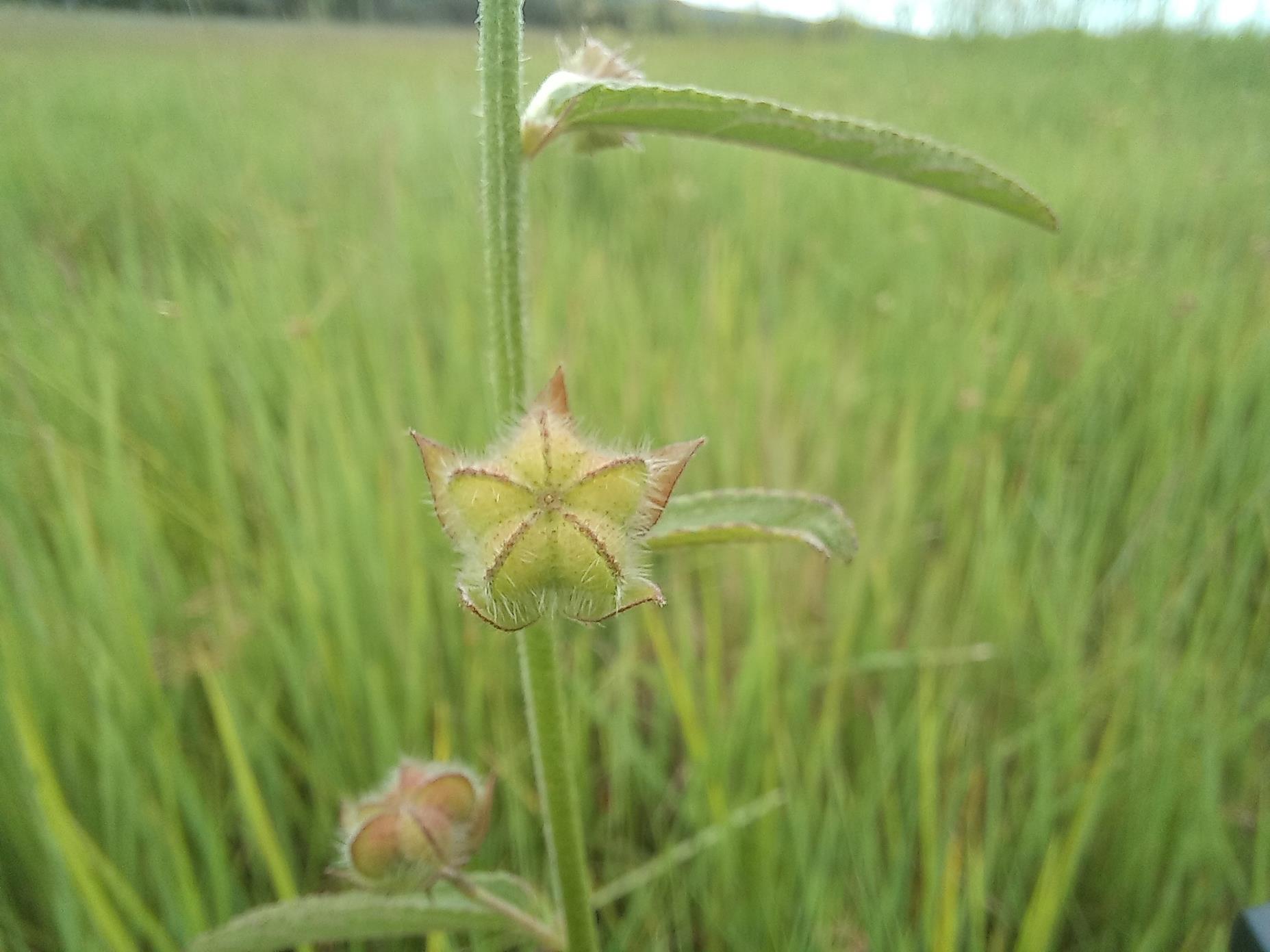 Kosteletzkya buettneri