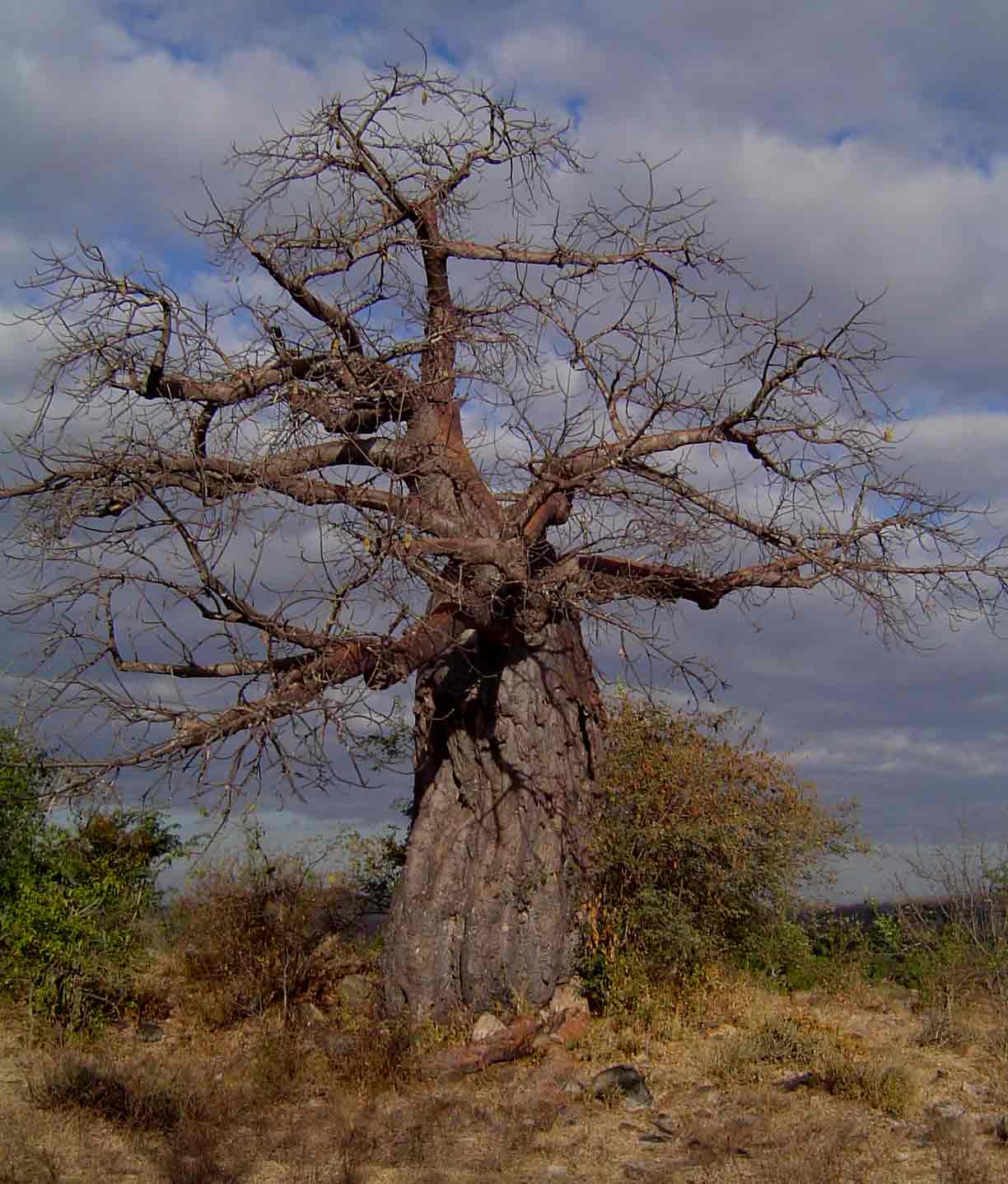 Adansonia digitata