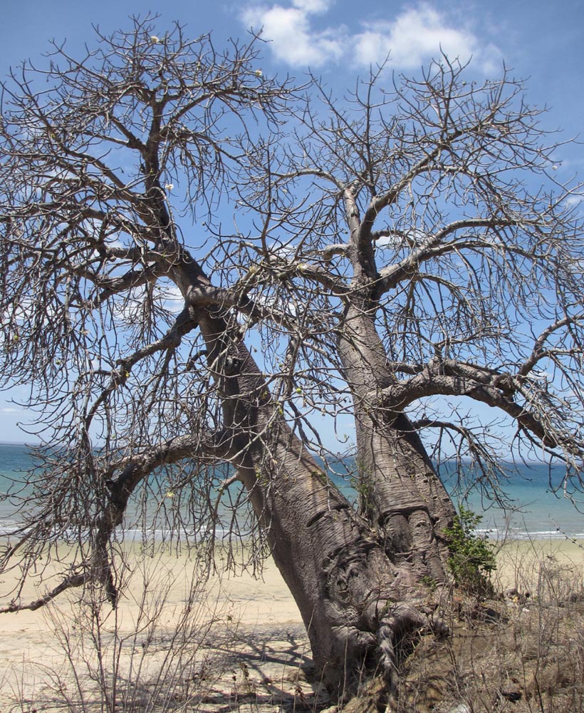 Adansonia digitata Adansonia digitata