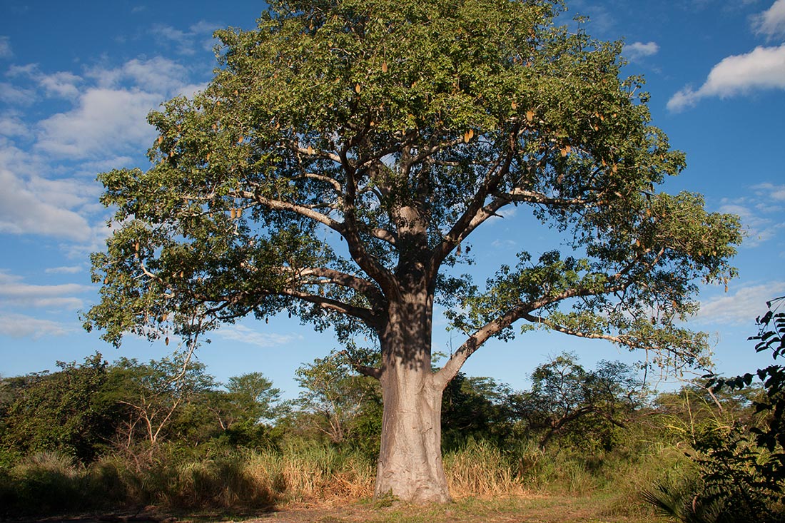 Adansonia digitata