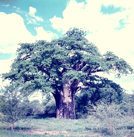 Adansonia digitata
