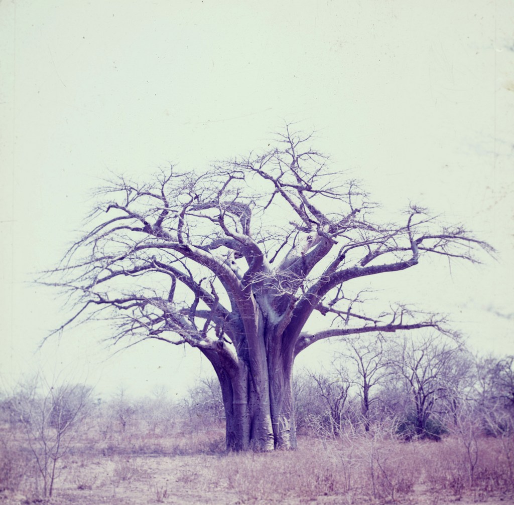 Adansonia digitata