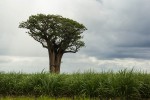 Adansonia digitata