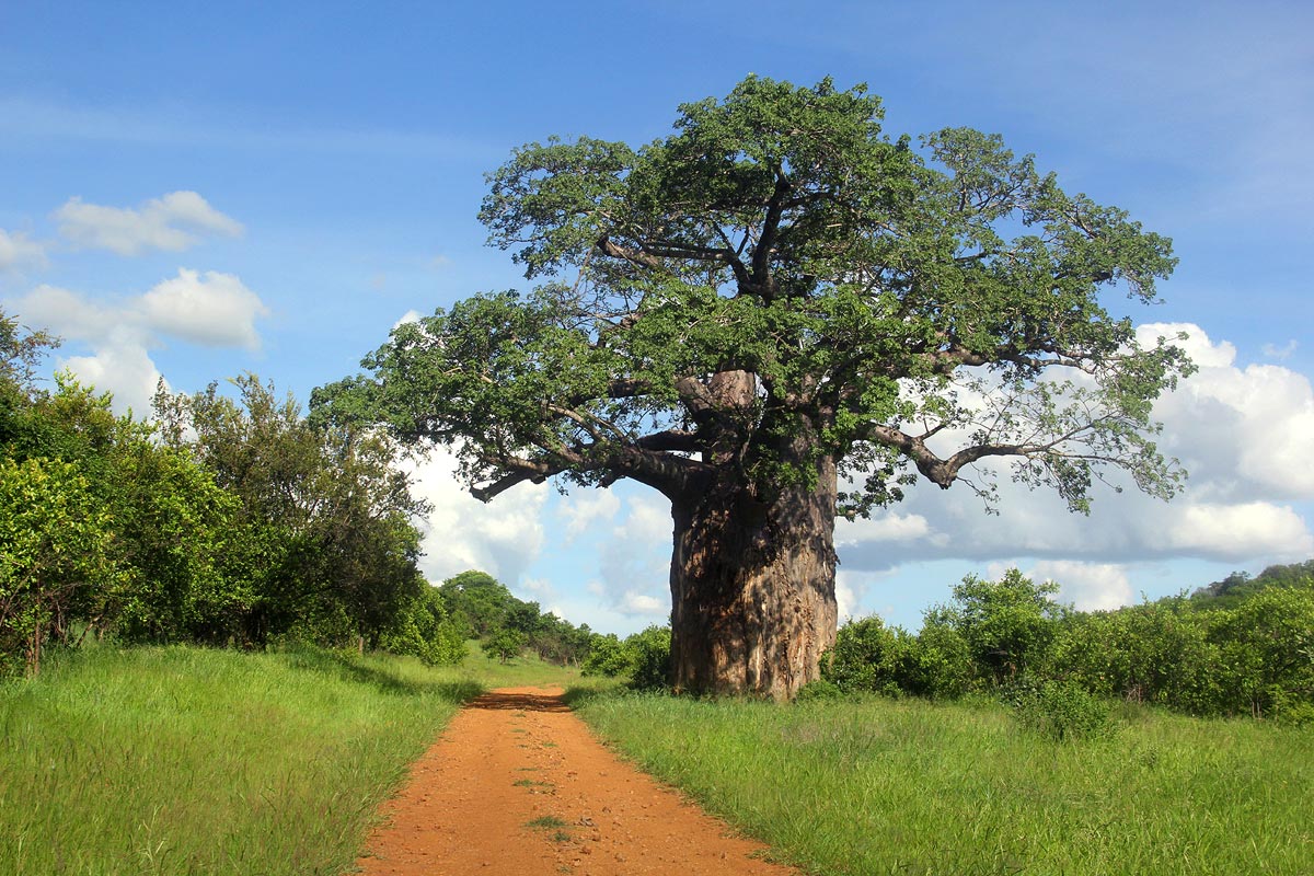 Adansonia digitata