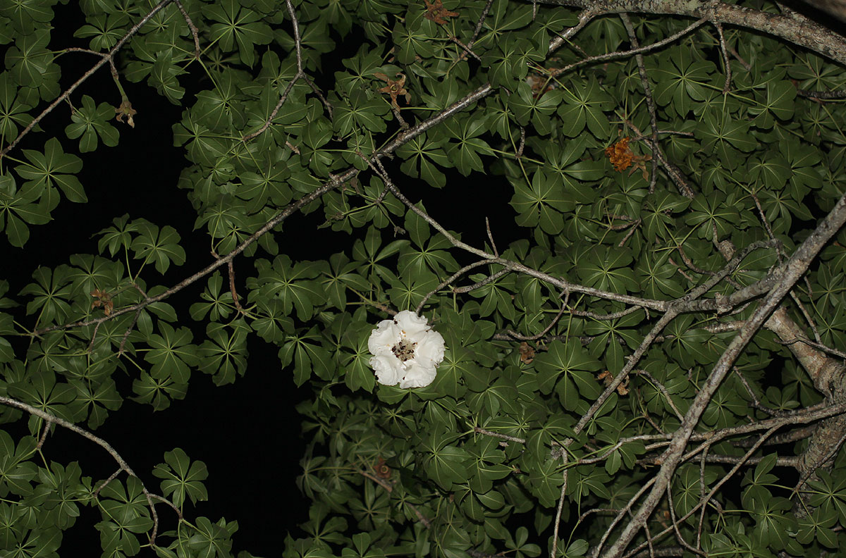 Adansonia digitata Adansonia digitata