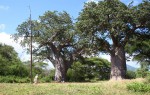 Adansonia digitata