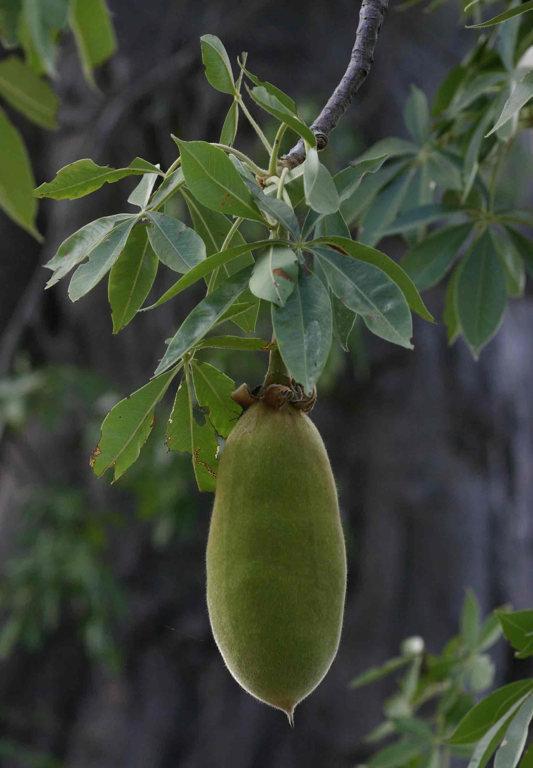 Adansonia digitata