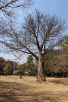 Adansonia digitata