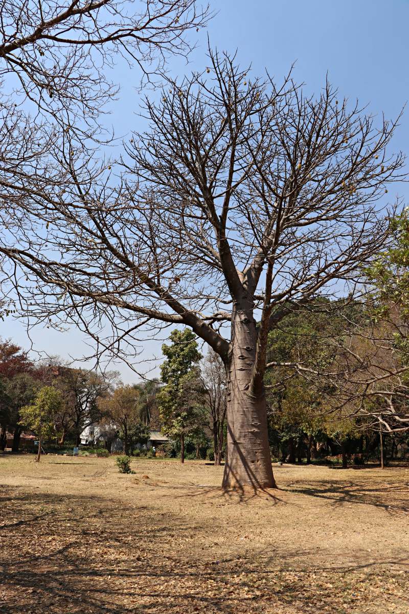 Adansonia digitata