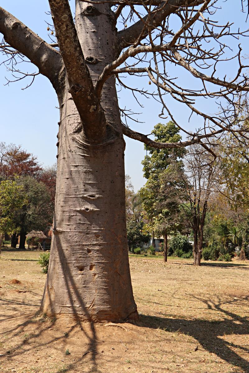 Adansonia digitata