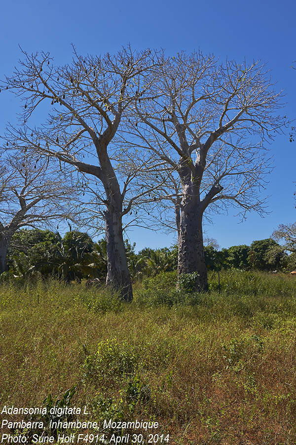 Adansonia digitata