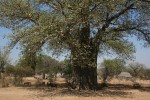 Adansonia digitata