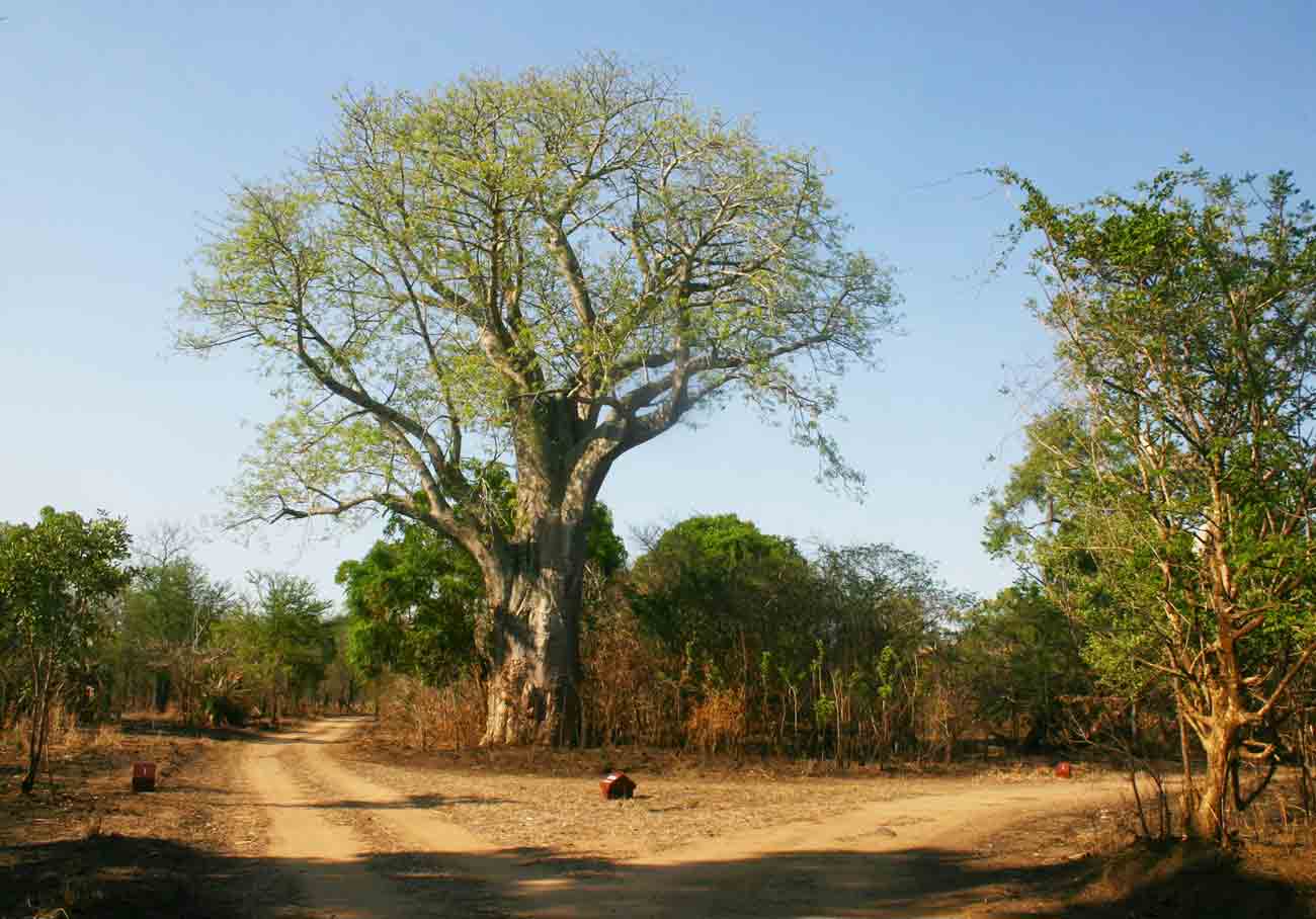 Adansonia digitata