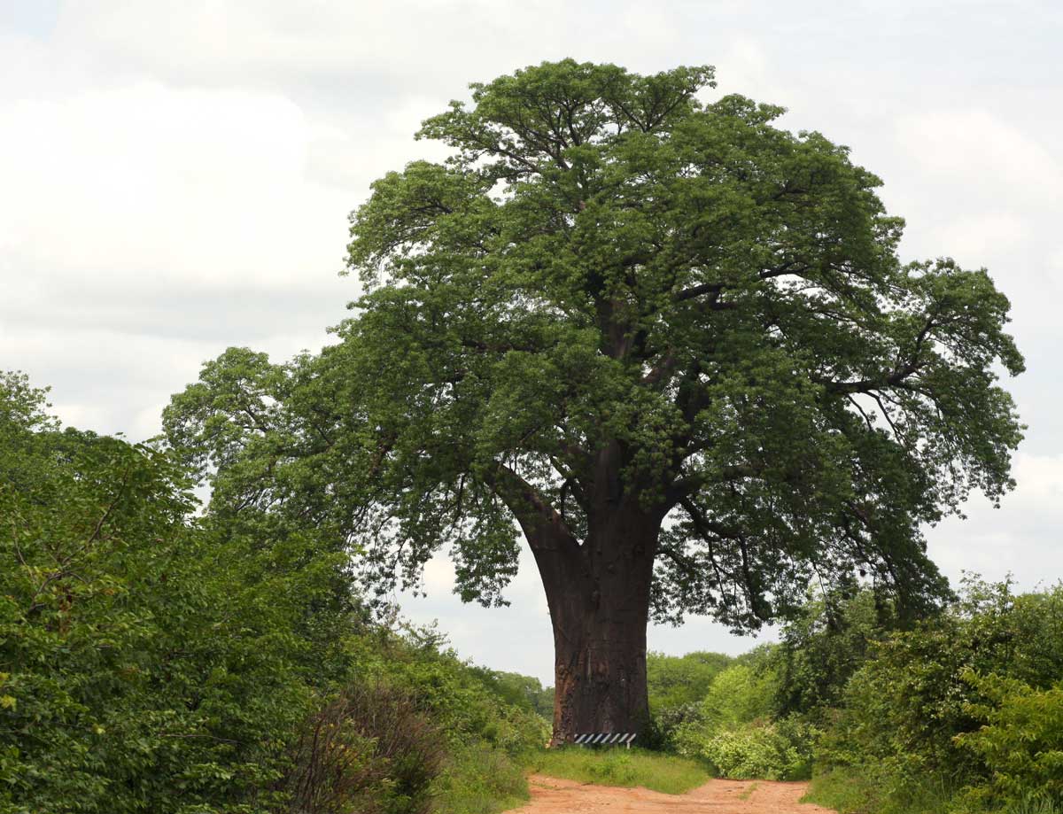 Adansonia digitata