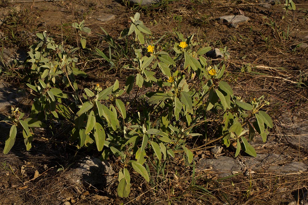 Melhania acuminata var. acuminata