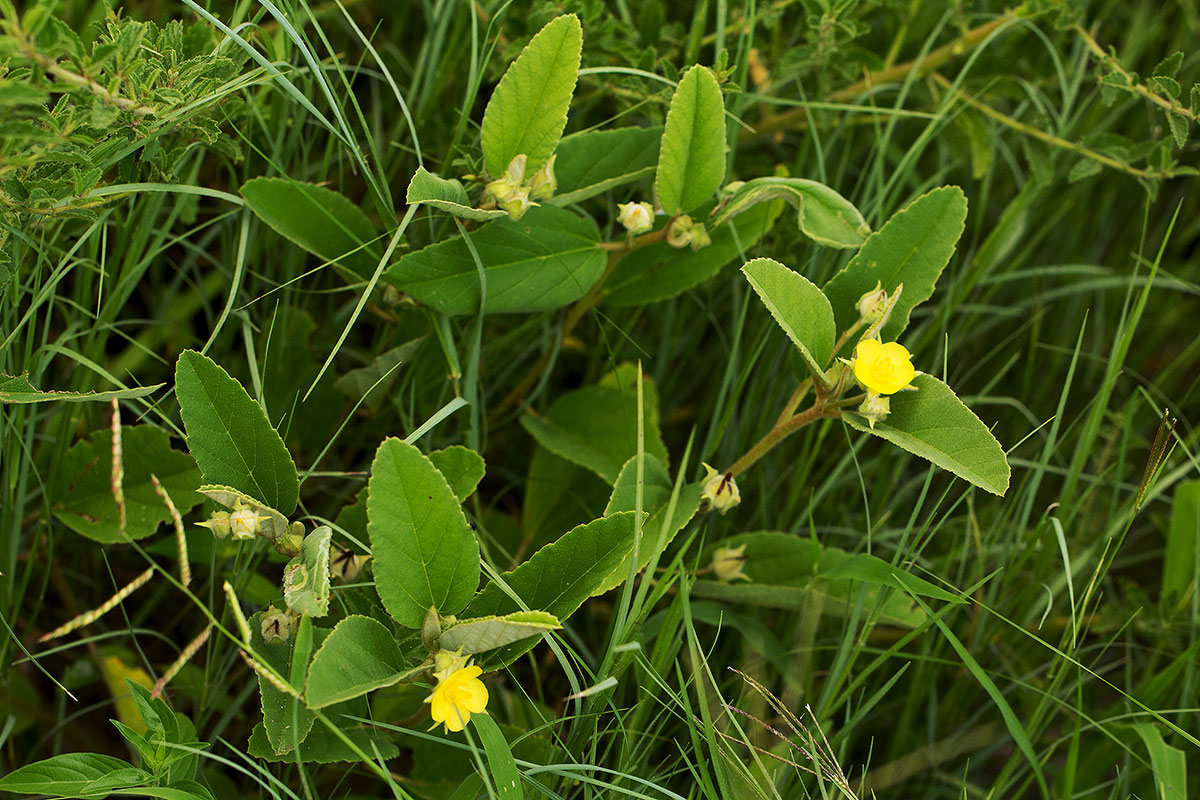 Melhania acuminata var. acuminata Melhania acuminata var. acuminata