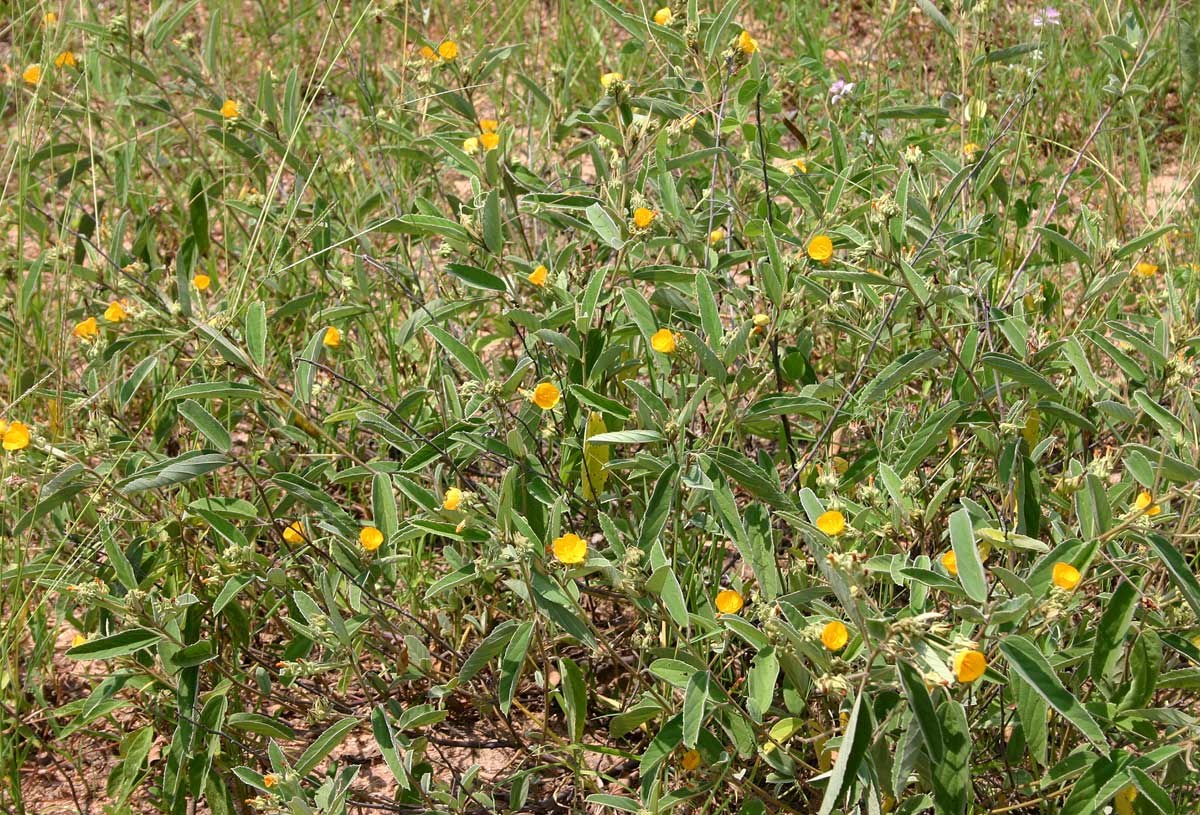 Melhania acuminata var. acuminata