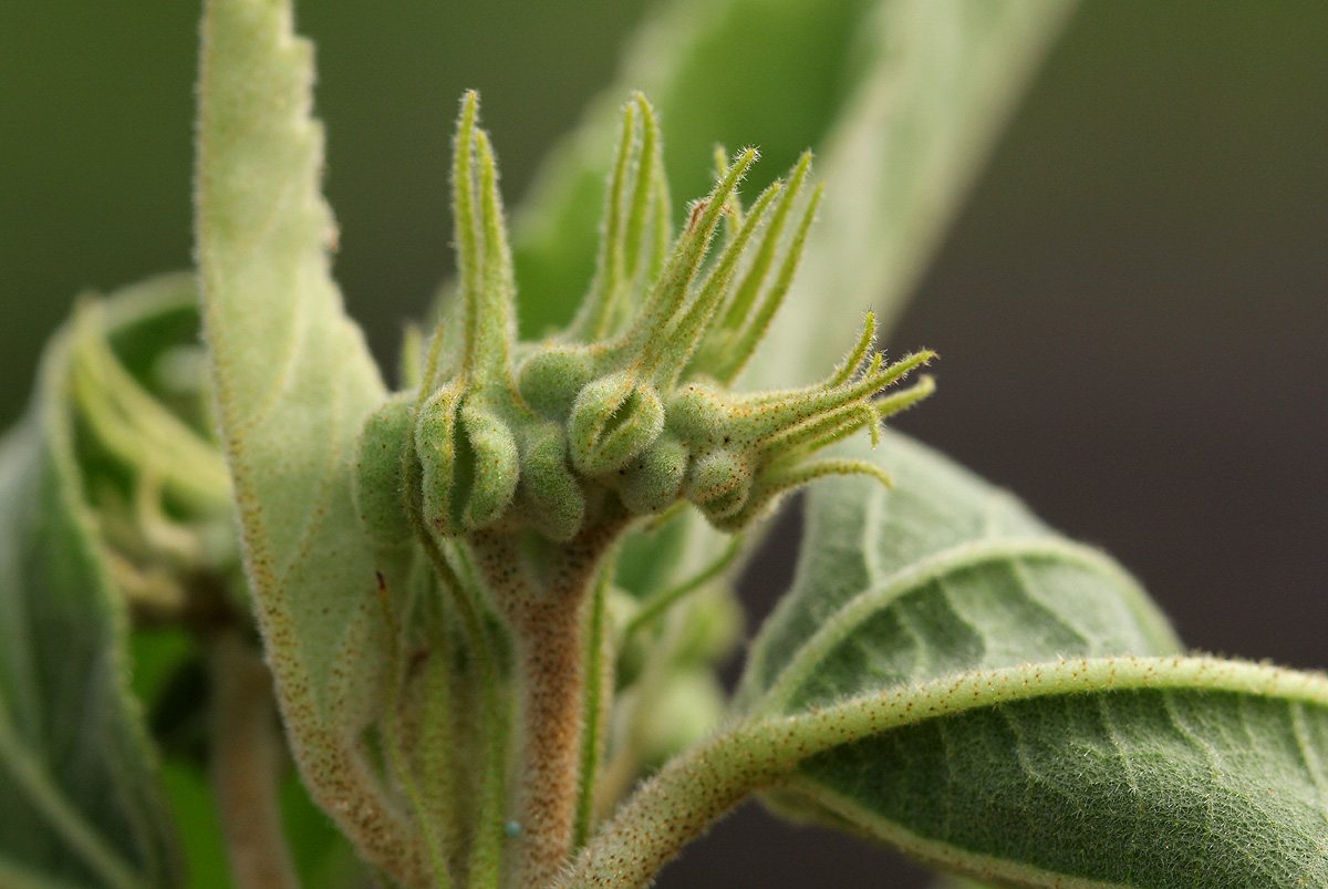 Melhania acuminata var. acuminata