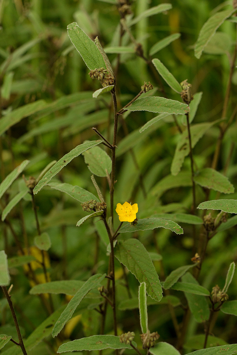 Melhania acuminata var. agnosta